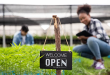 Green Horizons in Modern Cannabis Marketing