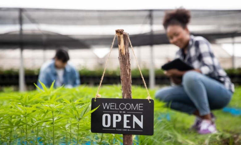 Green Horizons in Modern Cannabis Marketing